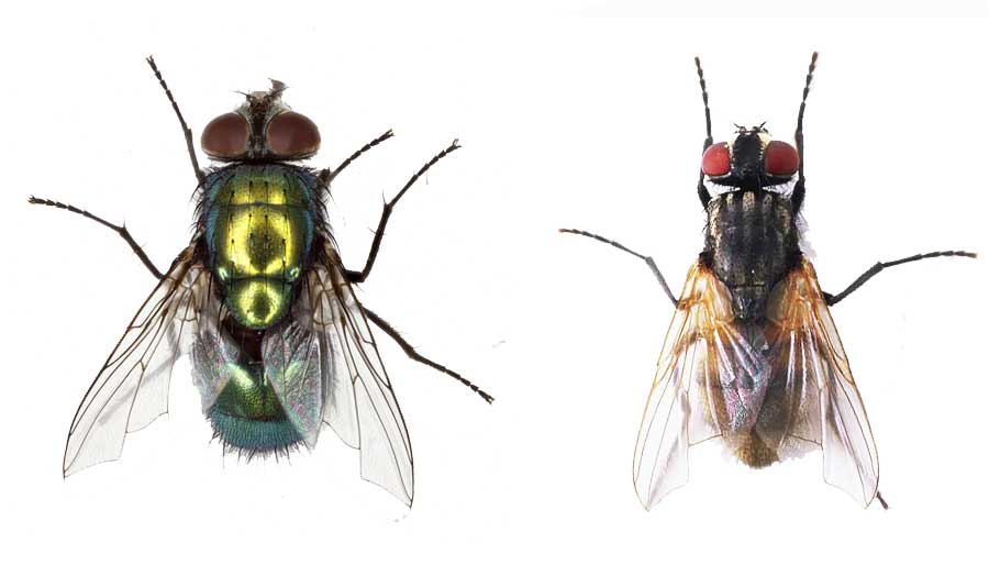 مقایسه مگس خانگی موسکا دومستیکا و مگس لارو درمانی لوسیلیا سریکاتا