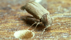 سوسک مبلمان