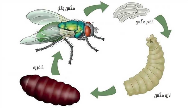 لارو درمانی یا ماگوت تراپی