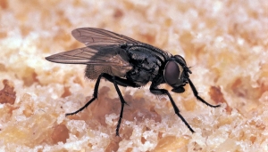 چیزهایی که درباره مگس‌ها نمیدانید